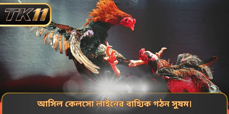 আসিল কেলসো লাইনের বাহ্যিক গঠন সুষম।