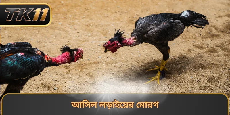 আসিল লড়াইয়ের মোরগ