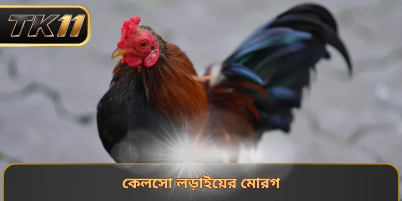 কেলসো লড়াইয়ের মোরগ