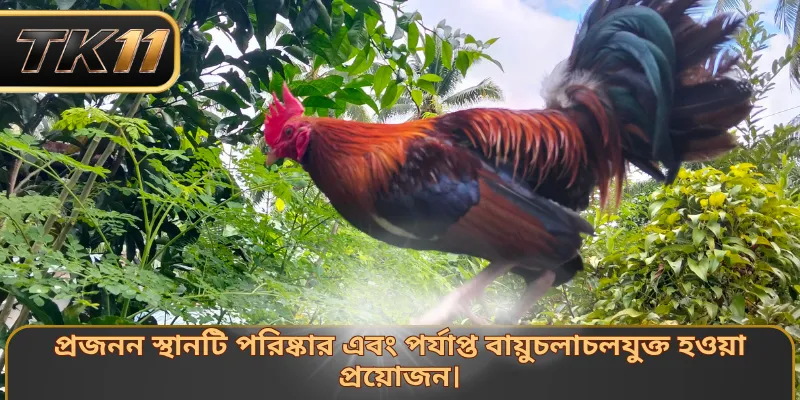 প্রজনন স্থানটি পরিষ্কার এবং পর্যাপ্ত বায়ুচলাচলযুক্ত হওয়া প্রয়োজন।