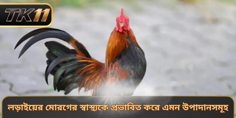 লড়াইয়ের মোরগের স্বাস্থ্যকে প্রভাবিত করে এমন উপাদানসমূহ