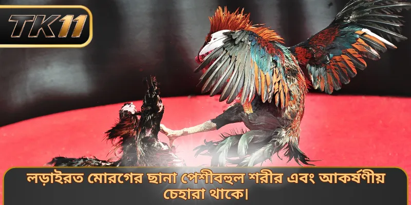 লড়াইরত মোরগের ছানা পেশীবহুল শরীর এবং আকর্ষণীয় চেহারা থাকে।