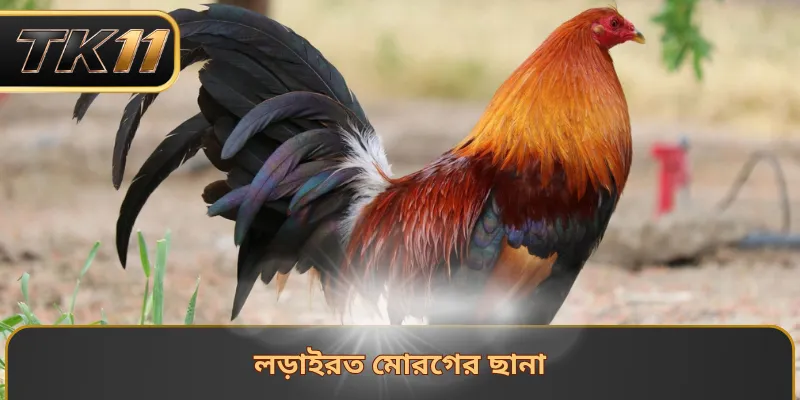 লড়াইরত মোরগের ছানা