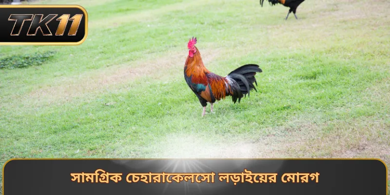সামগ্রিক চেহারাকেলসো লড়াইয়ের মোরগ